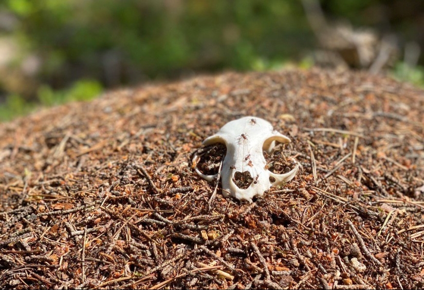 Plantar en un hormiguero — para lo cual Rusia se basó en una ejecución dolorosa