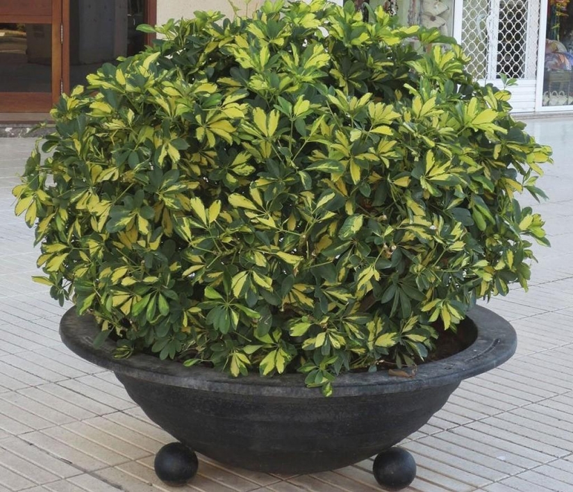 Plantas de interior que purifican el aire Plantas de interior que purifican el aire