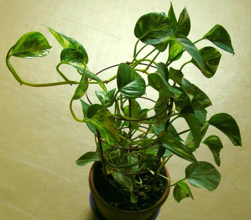 Plantas de interior que purifican el aire Plantas de interior que purifican el aire