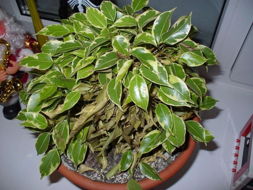 Plantas de interior que purifican el aire Plantas de interior que purifican el aire