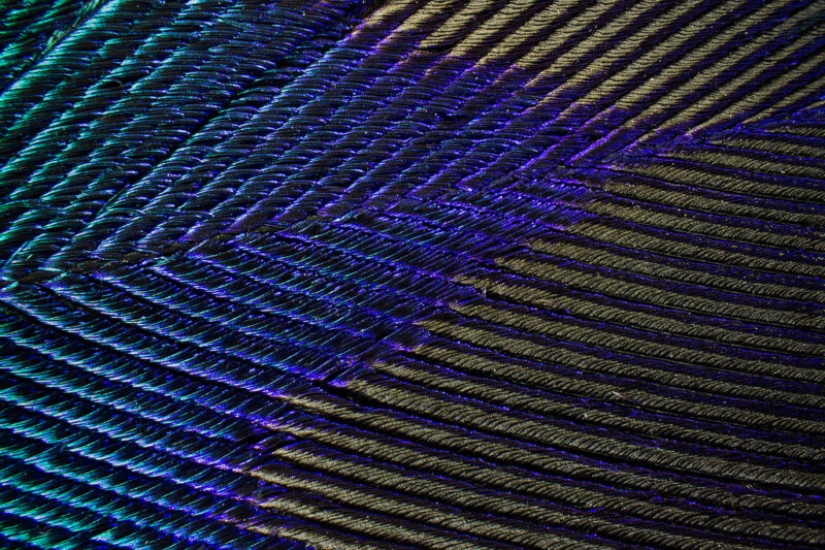Plumas de pavo real bajo el microscopio