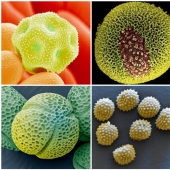 Pollen under a microscope