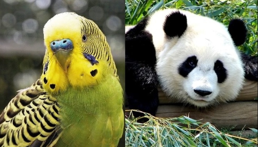 Ponte a prueba: preguntas interesantes acerca de los animales con respuestas Ponte a prueba: preguntas interesantes acerca de los animales con respuestas