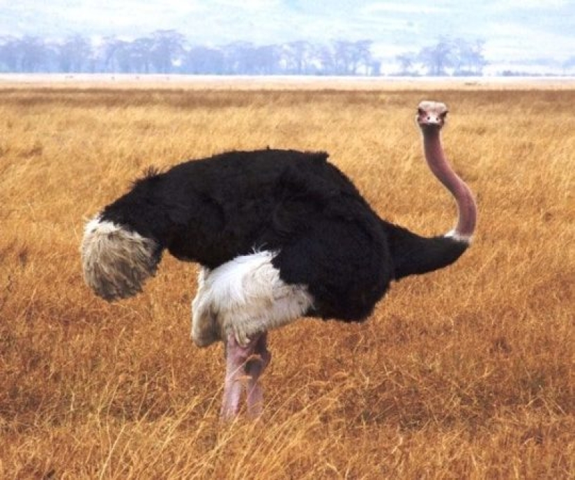 Ponte a prueba: preguntas interesantes acerca de los animales con respuestas Ponte a prueba: preguntas interesantes acerca de los animales con respuestas