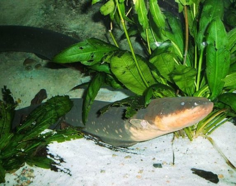 Ponte a prueba: preguntas interesantes acerca de los animales con respuestas Ponte a prueba: preguntas interesantes acerca de los animales con respuestas