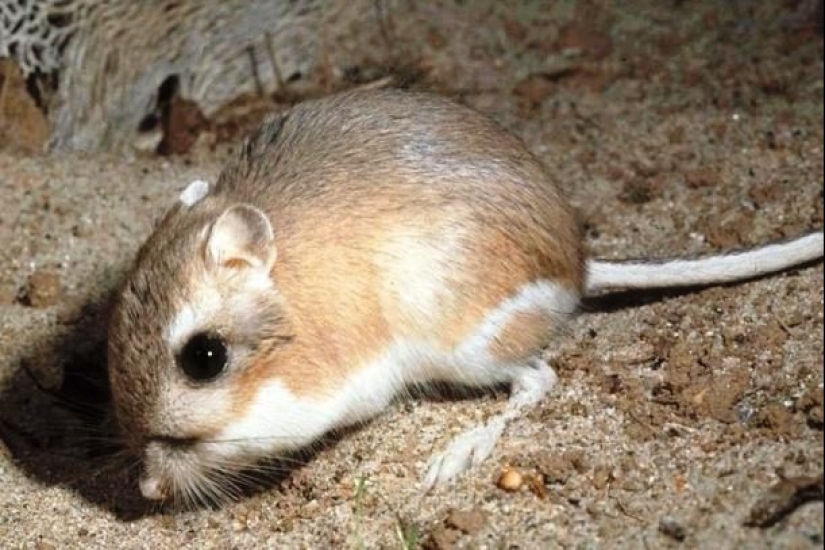 Ponte a prueba: preguntas interesantes acerca de los animales con respuestas Ponte a prueba: preguntas interesantes acerca de los animales con respuestas