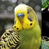 Ponte a prueba: preguntas interesantes acerca de los animales con respuestas