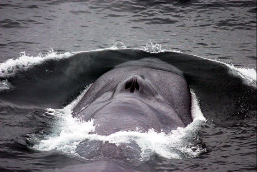 Ponte a prueba: preguntas interesantes acerca de los animales con respuestas Ponte a prueba: preguntas interesantes acerca de los animales con respuestas