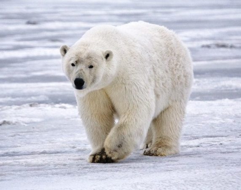 Ponte a prueba: preguntas interesantes acerca de los animales con respuestas Ponte a prueba: preguntas interesantes acerca de los animales con respuestas