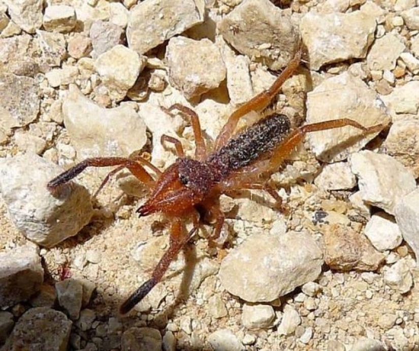 Ponte a prueba: preguntas interesantes acerca de los animales con respuestas Ponte a prueba: preguntas interesantes acerca de los animales con respuestas