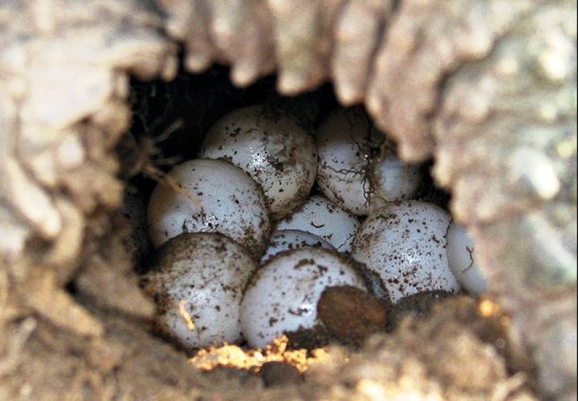 Ponte a prueba: preguntas interesantes acerca de los animales con respuestas Ponte a prueba: preguntas interesantes acerca de los animales con respuestas