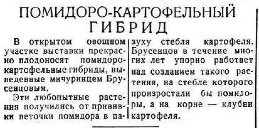 Por qué el pomato, o tomate-patata, no puede conquistar el mundo Por qué el pomato, o tomate-patata, no puede conquistar el mundo