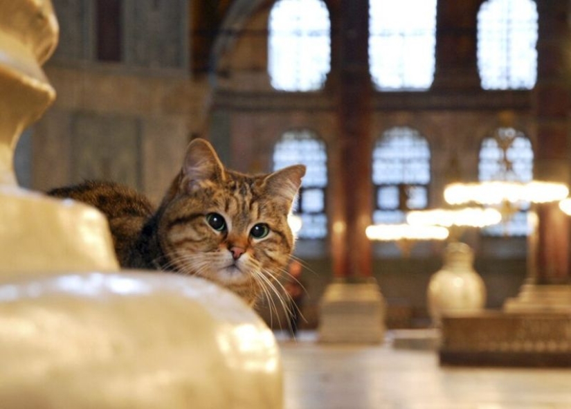 ¿Por qué la Iglesia Católica disgustos de los gatos