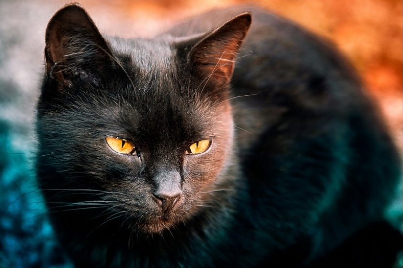 ¿Por qué la Iglesia Católica disgustos de los gatos