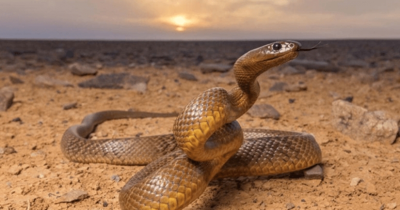 Por qué la serpiente más venenosa del planeta nunca ha matado a nadie