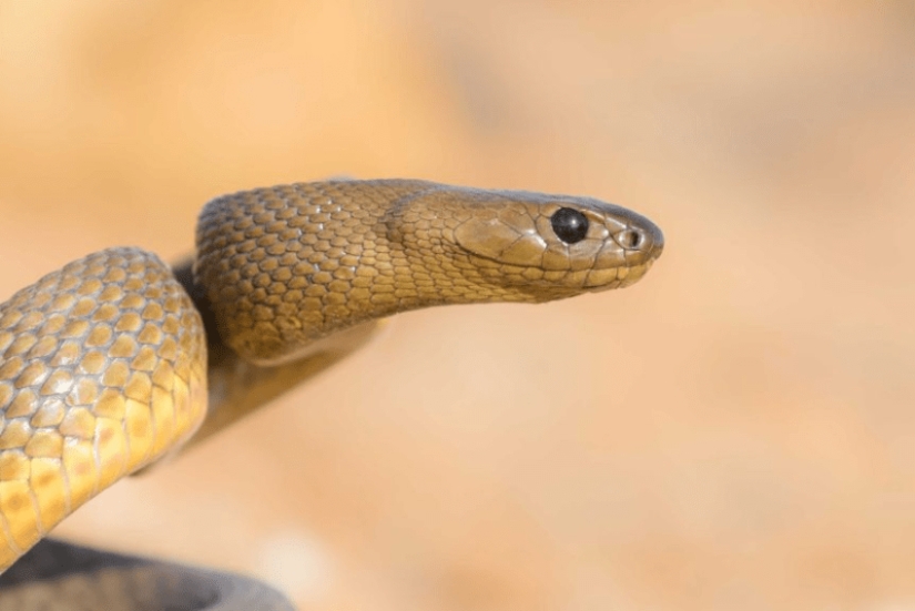 Por qué la serpiente más venenosa del planeta nunca ha matado a nadie