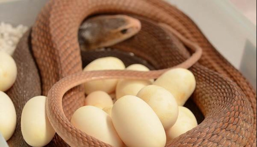 Por qué la serpiente más venenosa del planeta nunca ha matado a nadie