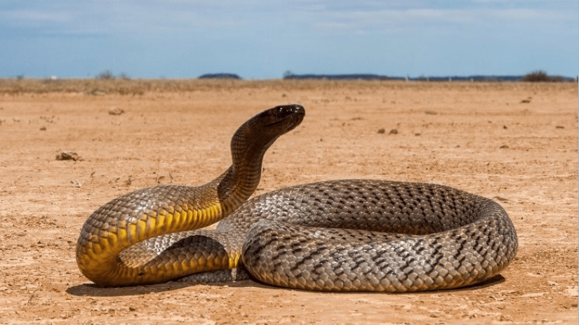 Por qué la serpiente más venenosa del planeta nunca ha matado a nadie
