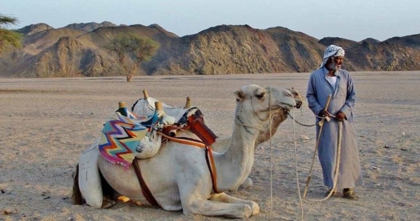 Por qué los beduinos tienen fama de putas y se lo merecen Por qué los beduinos tienen fama de putas y se lo merecen