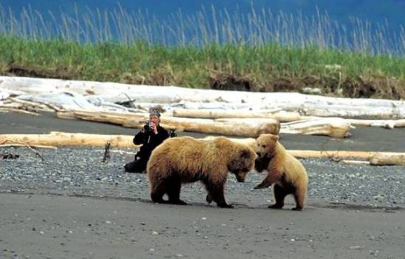 Por qué los osos se comieron a su amigo "Grizzly Man" Timothy Treadwell