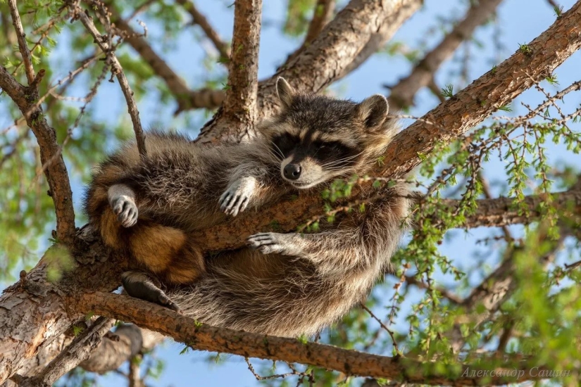 ¿Por qué no iniciar un mapache ¿Por qué no iniciar un mapache