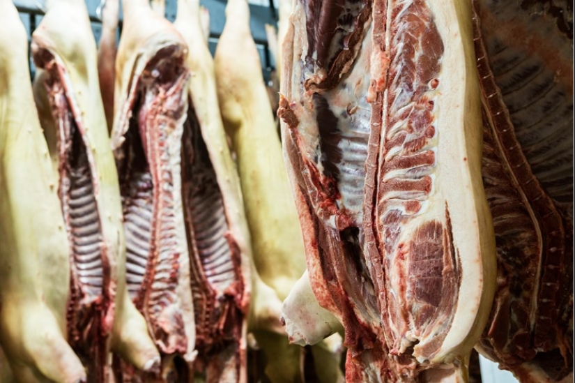 ¿Por qué rusia ASÍ que el amor de tocino? ¿Por qué rusia ASÍ que el amor de tocino?