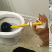 Prolonging life: it is impossible to look at these cats without laughing