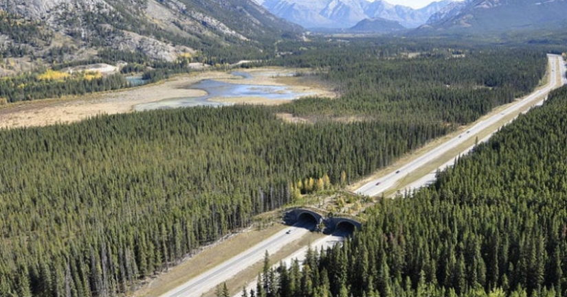 Puentes peatonales para animales Puentes peatonales para animales