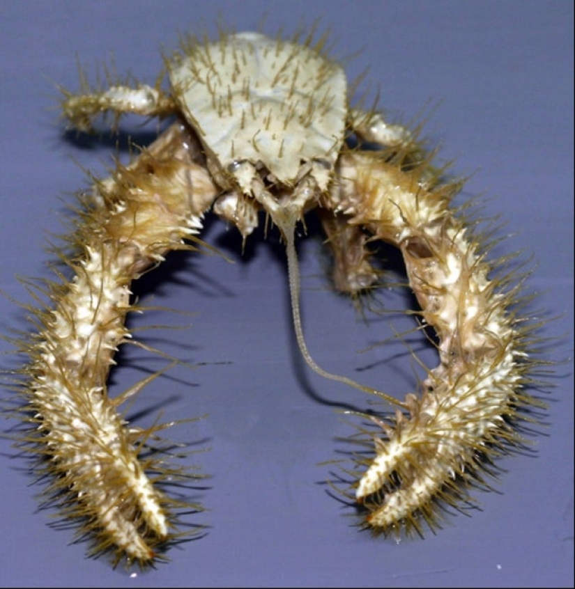 ¿Qué diablos es eso?! 20 fotos que representan cosas realmente extrañas ¿Qué diablos es eso?! 20 fotos que representan cosas realmente extrañas