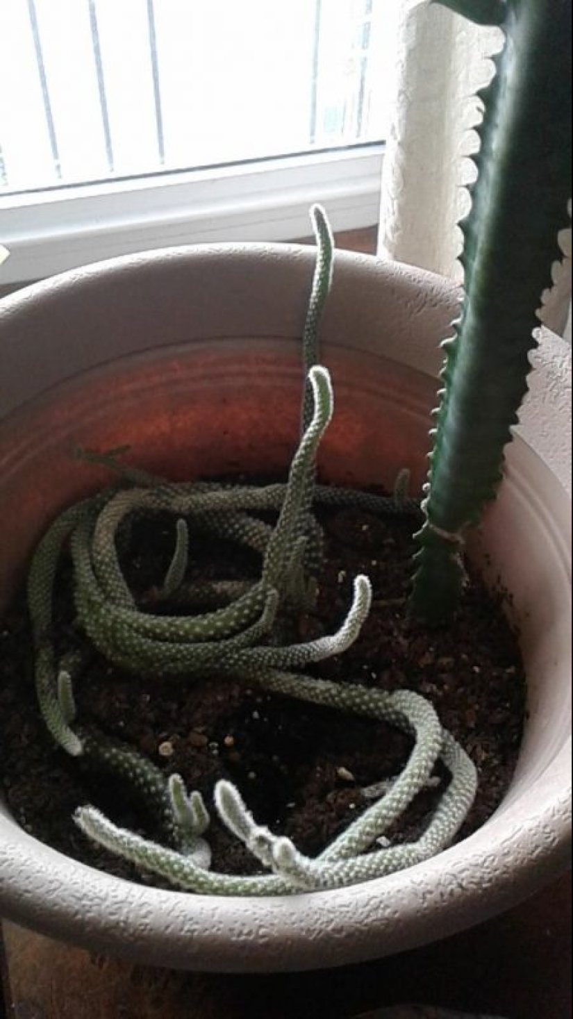 ¿Qué diablos es eso?! 20 fotos que representan cosas realmente extrañas ¿Qué diablos es eso?! 20 fotos que representan cosas realmente extrañas