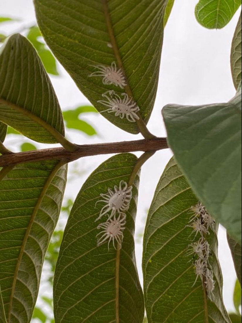 ¿Qué diablos es eso?! 20 fotos que representan cosas realmente extrañas ¿Qué diablos es eso?! 20 fotos que representan cosas realmente extrañas