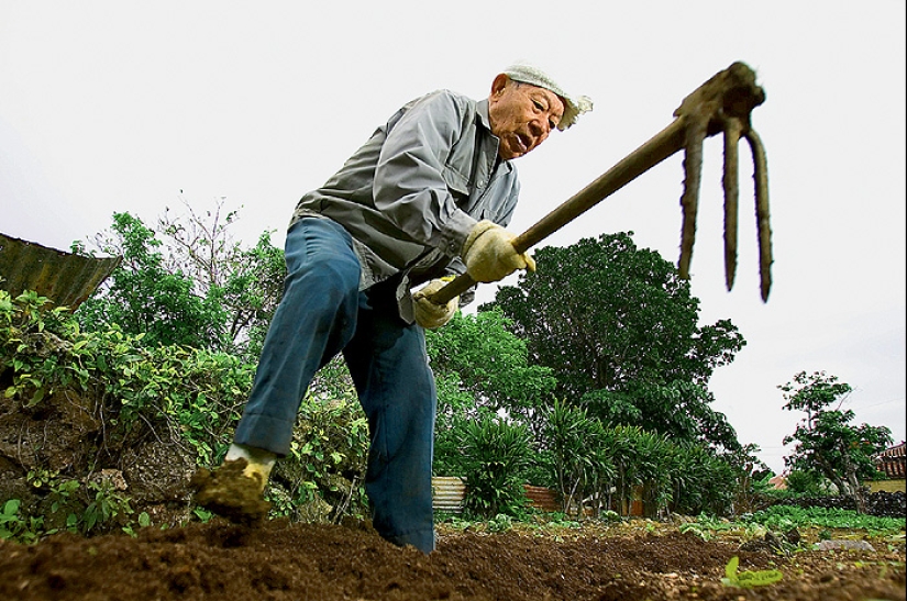 ¿Qué es el "Efecto Zonas Azules": Secretos de los Hígados Largos de los 5 Lugares Más Saludables del Planeta? ¿Qué es el "Efecto Zonas Azules": Secretos de los Hígados Largos de los 5 Lugares Más Saludables del Planeta?
