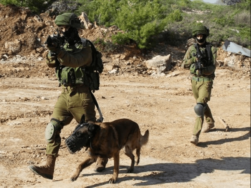 ¿Qué es un "Oenothera" o Cómo los perros servir en el ejército Israelí ¿Qué es un "Oenothera" o Cómo los perros servir en el ejército Israelí
