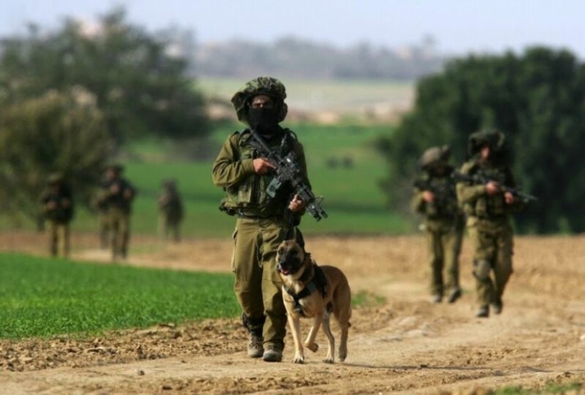 ¿Qué es un "Oenothera" o Cómo los perros servir en el ejército Israelí ¿Qué es un "Oenothera" o Cómo los perros servir en el ejército Israelí