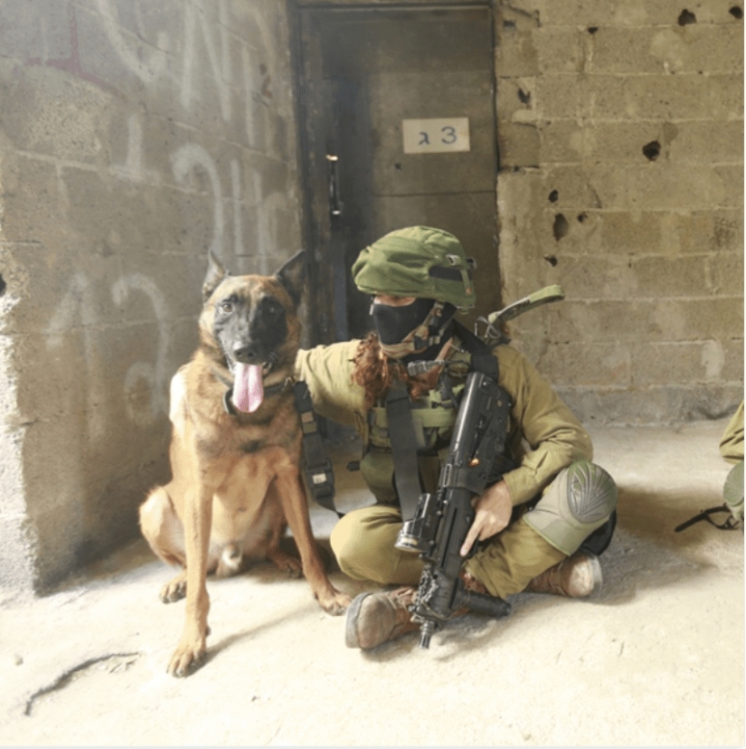 ¿Qué es un "Oenothera" o Cómo los perros servir en el ejército Israelí ¿Qué es un "Oenothera" o Cómo los perros servir en el ejército Israelí