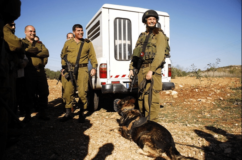 ¿Qué es un "Oenothera" o Cómo los perros servir en el ejército Israelí ¿Qué es un "Oenothera" o Cómo los perros servir en el ejército Israelí