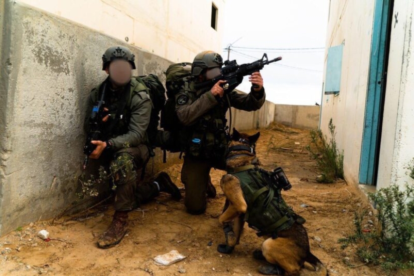 ¿Qué es un "Oenothera" o Cómo los perros servir en el ejército Israelí ¿Qué es un "Oenothera" o Cómo los perros servir en el ejército Israelí