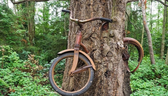 ¿Qué esconde la leyenda de una bicicleta incrustada en un árbol?
