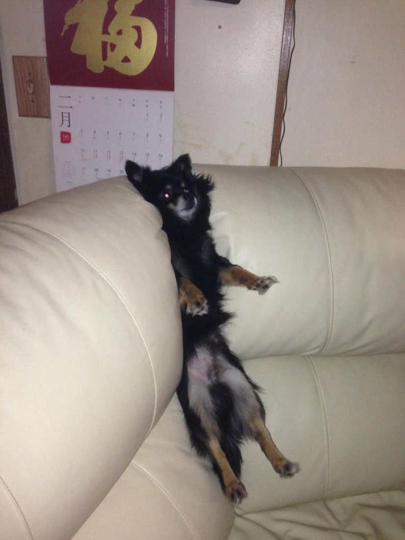 Qué está haciendo el perro cuando los dueños no están en casa Qué está haciendo el perro cuando los dueños no están en casa