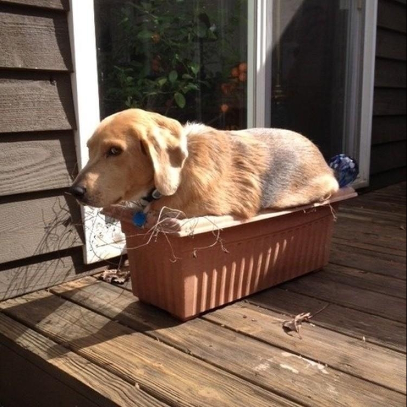 Qué está haciendo el perro cuando los dueños no están en casa Qué está haciendo el perro cuando los dueños no están en casa