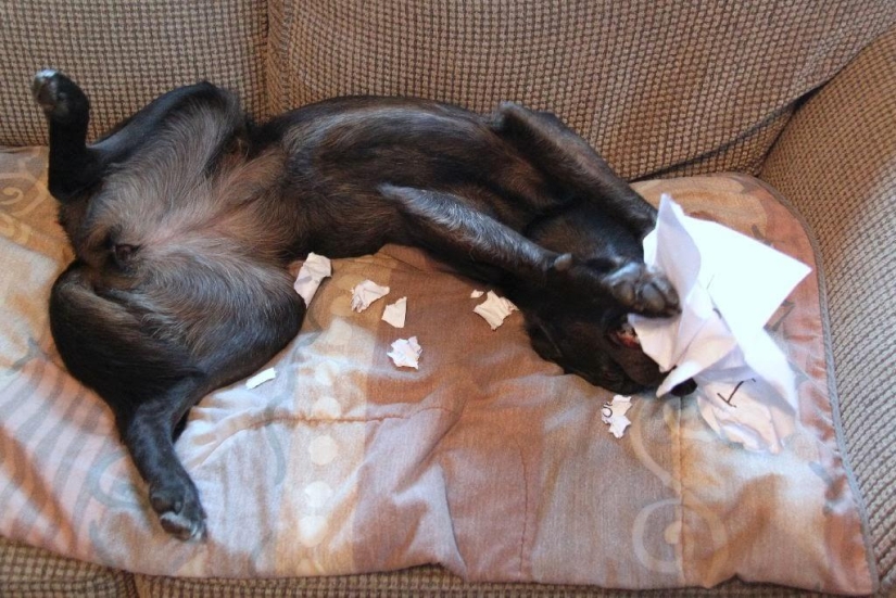 Qué está haciendo el perro cuando los dueños no están en casa Qué está haciendo el perro cuando los dueños no están en casa