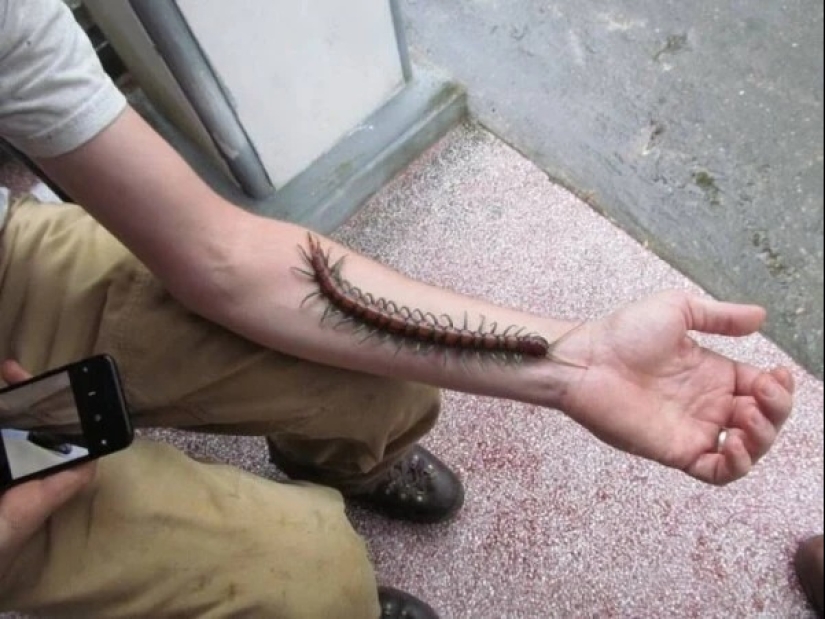 ¿Qué haces aquí?"22 extrañas fotos que se puzzle a nadie