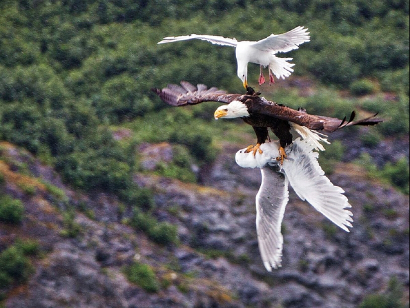 "Que interesante!": 20 inusual, sorprendente y sólo hechos interesantes "Que interesante!": 20 inusual, sorprendente y sólo hechos interesantes