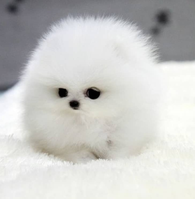 Qué lindo! 10+ animales jóvenes que no le permitirá estar triste Qué lindo! 10+ animales jóvenes que no le permitirá estar triste