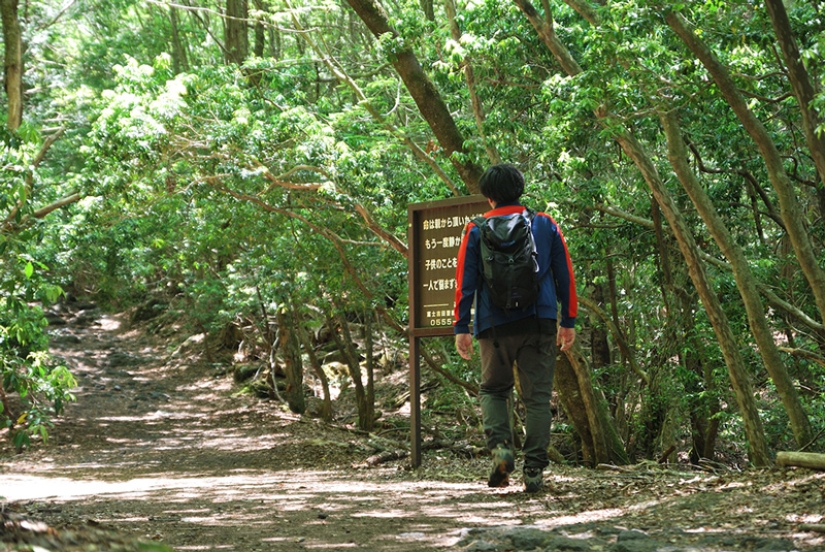 ¿Qué se esconde tras Aokigahara? El bosque de los suicidios en el corazón de Japón