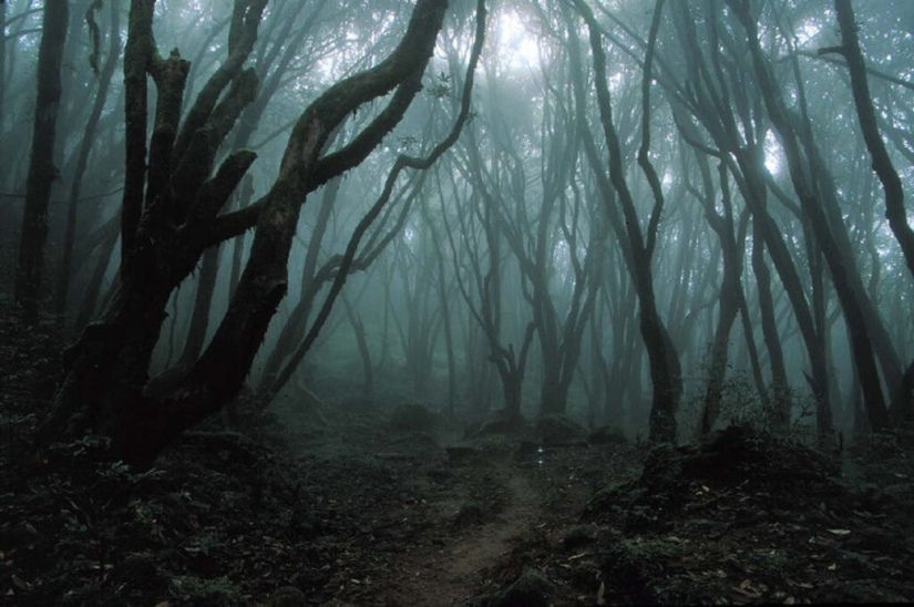 ¿Qué se esconde tras Aokigahara? El bosque de los suicidios en el corazón de Japón