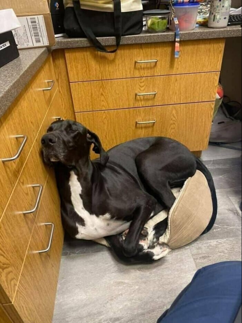 Qué tontos: 20 + fotos divertidas de perros para el estado de ánimo Qué tontos: 20 + fotos divertidas de perros para el estado de ánimo