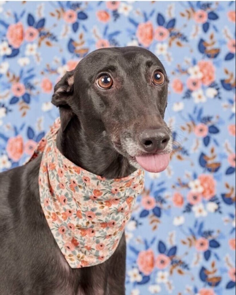 Qué tontos: 20 + fotos divertidas de perros para el estado de ánimo Qué tontos: 20 + fotos divertidas de perros para el estado de ánimo