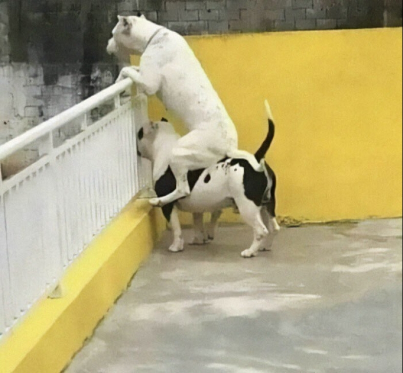 Qué tontos: 20 + fotos divertidas de perros para el estado de ánimo Qué tontos: 20 + fotos divertidas de perros para el estado de ánimo