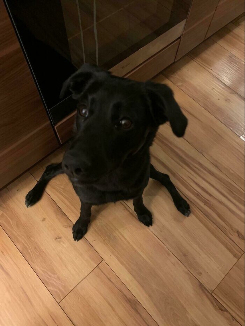 Qué tontos: 20 + fotos divertidas de perros para el estado de ánimo Qué tontos: 20 + fotos divertidas de perros para el estado de ánimo